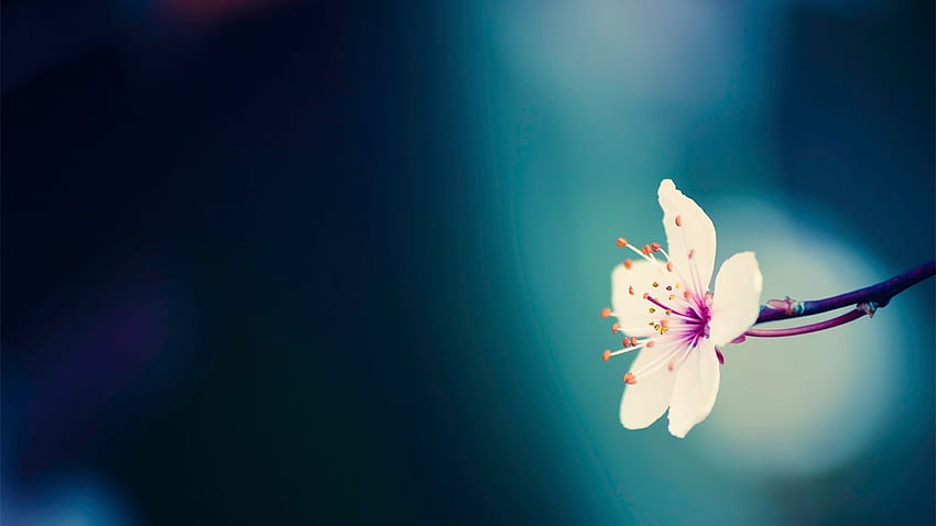 SpringGTIme Hintergründe, Vorfrühlingsblume HD-Hintergrundbild