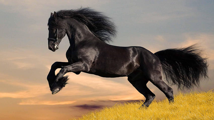 laufendes pferd hochauflösende energie von, laufende pferde HD-Hintergrundbild