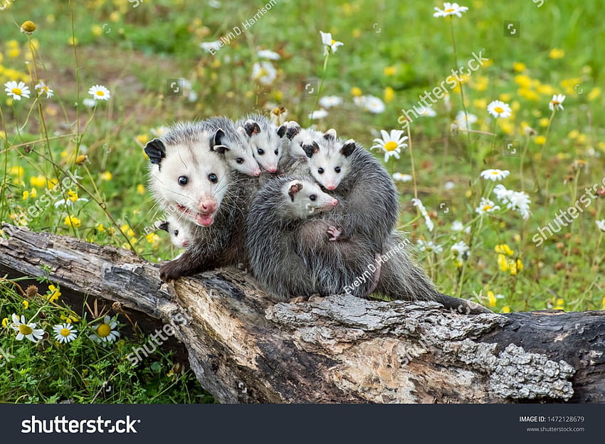 Zarigüeya o Possum Mother con Joeys cabalgando sobre su espalda fondo de pantalla