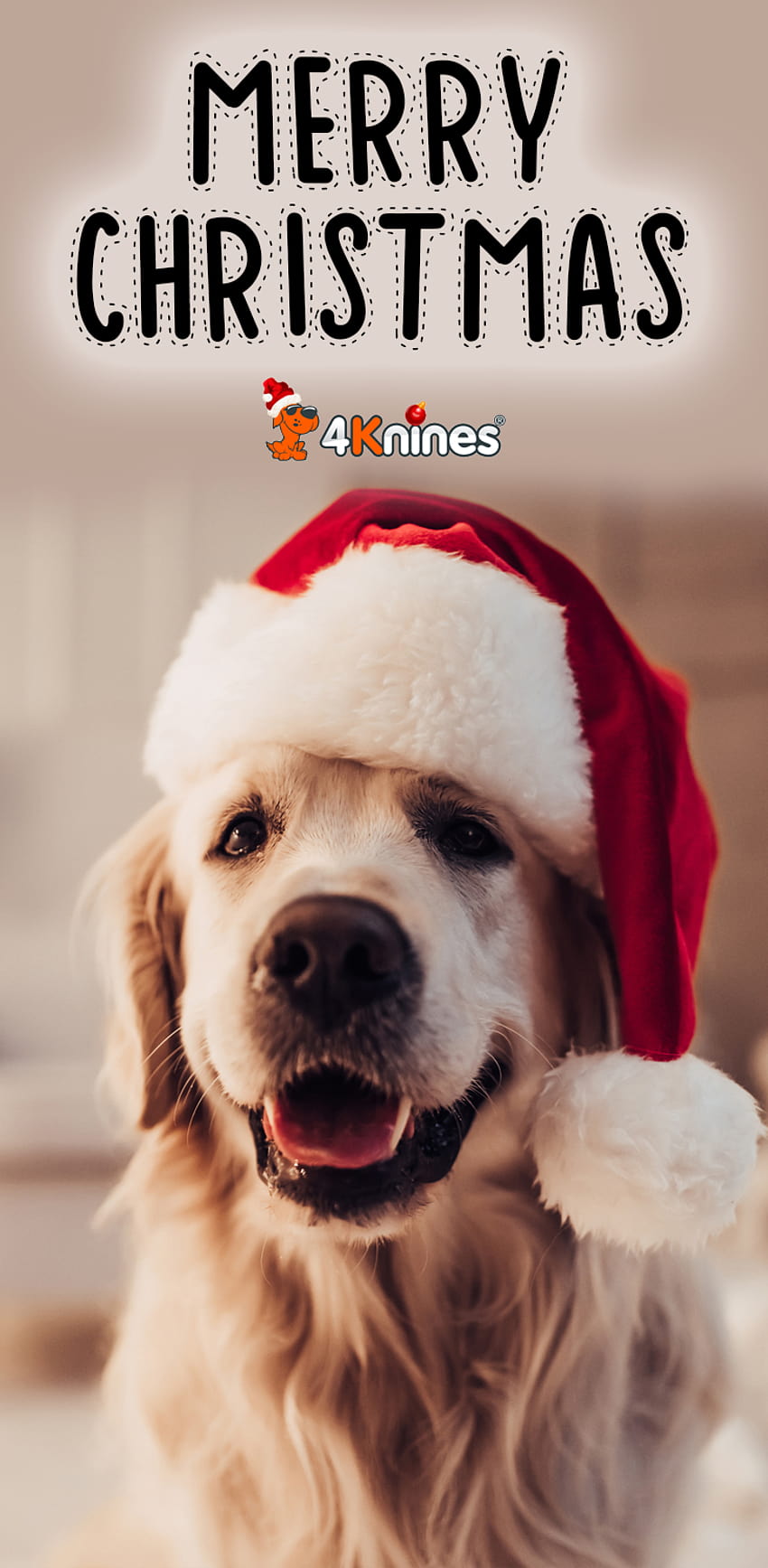 Wishing everyone a very Merry Christmas!, dog merry christmas HD phone wallpaper