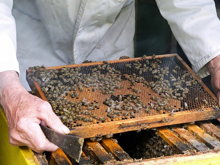 2219 zwierzę owad pszczoła miodna człowiek pszczelarstwo miód pszczeli osoba pracująca pszczelarz Tapeta HD