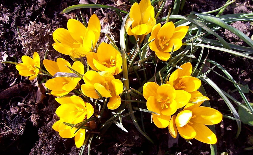 Żółte kwiaty krokusów, żółte krokusy Tapeta HD