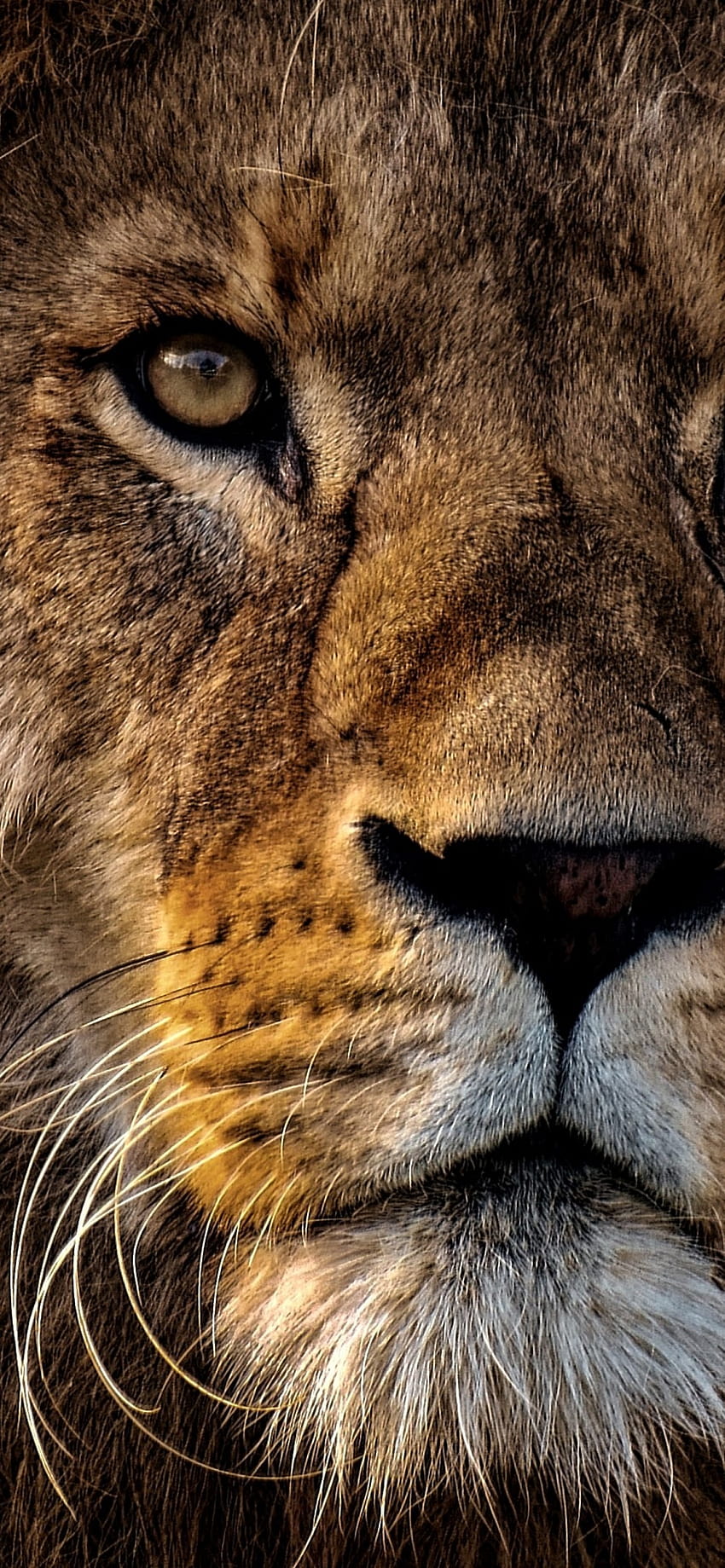 African Lion , Big cat, Dangerous, Wild animal, Portrait, Animals, danger lion HD phone wallpaper