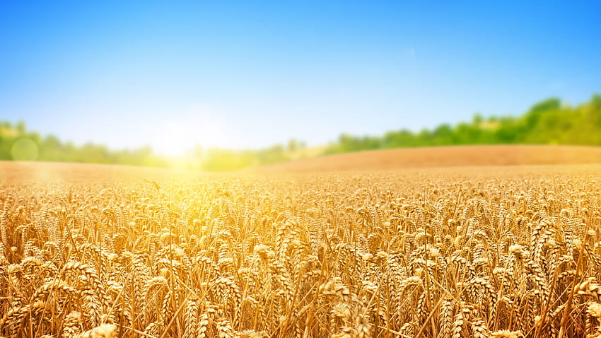 Пшенично поле Ултра, слънчеви пшенични полета HD тапет
