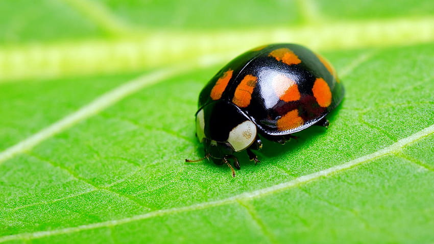 6 Ladybug Dots, ladybird beetle HD wallpaper