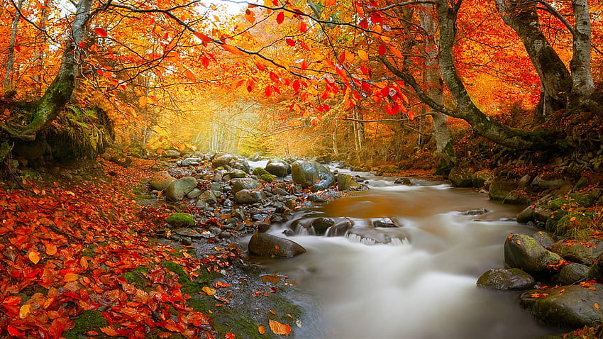 가을낙엽수림의 시냇물 HD 월페이퍼