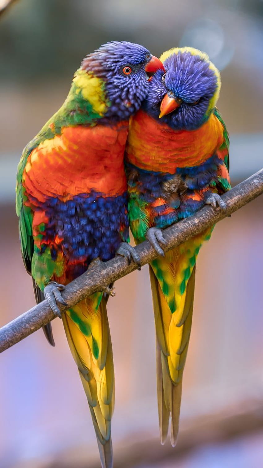 Coppia di pappagalli colorati, pappagalli accoppiano il telefono Sfondo del telefono HD