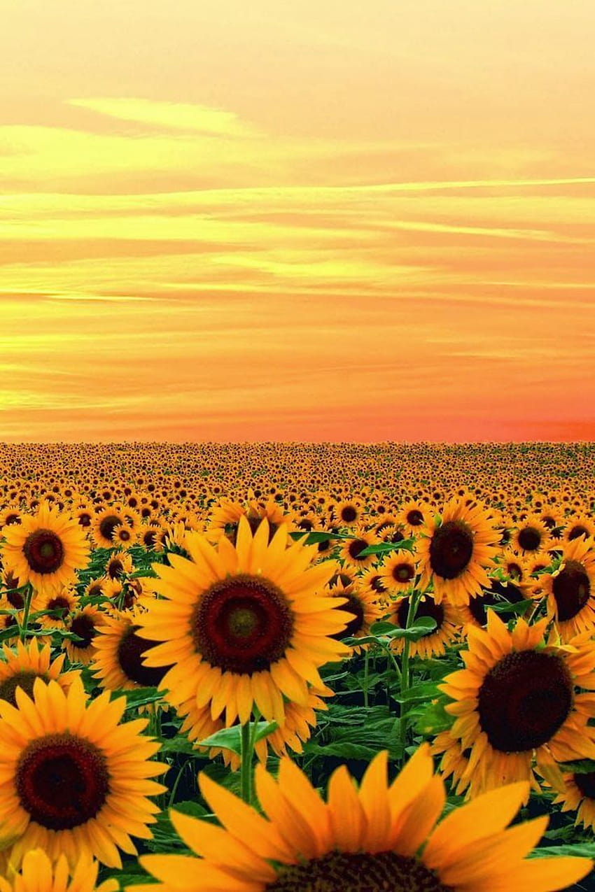25 best ideas about Sunflower fields Van [736x1104] for your , Mobile & Tablet, sunflower vans HD phone wallpaper