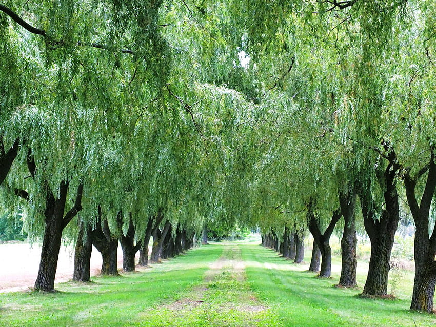 Weeping Willow, willow tree HD wallpaper