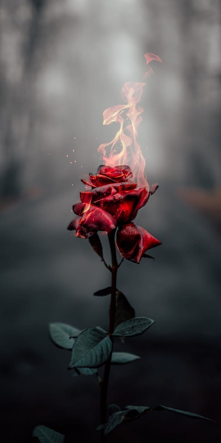 Umierająca Róża Tapeta na telefon HD