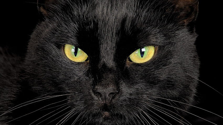 Best 3 Black Cat Backgrounds on Hip, gato preto HD wallpaper