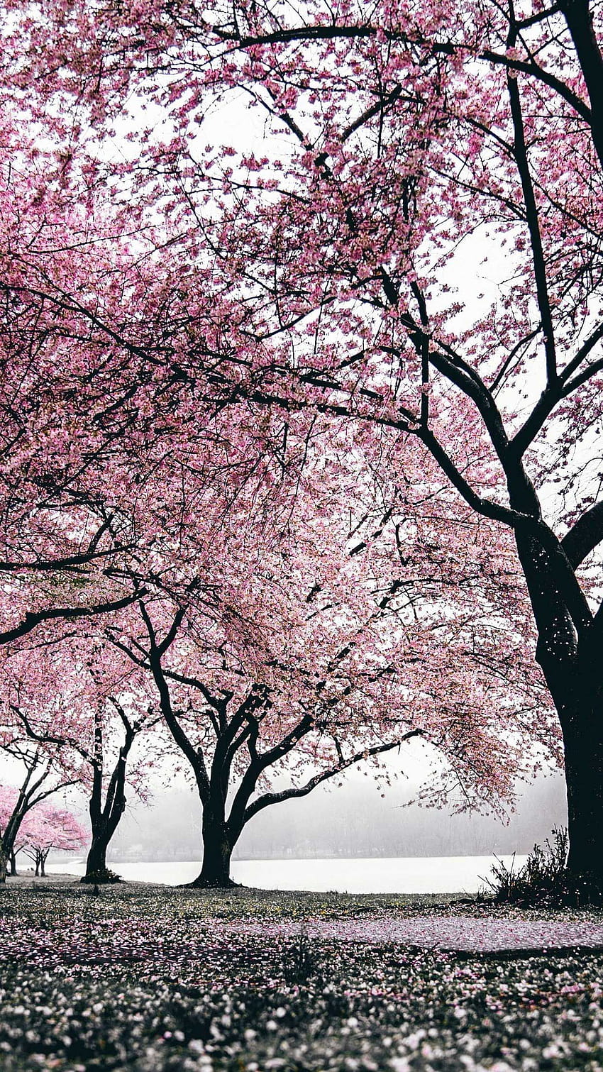 Iphone Sakura trees flowering, japanese pink tree aesthetic HD phone  wallpaper | Pxfuel