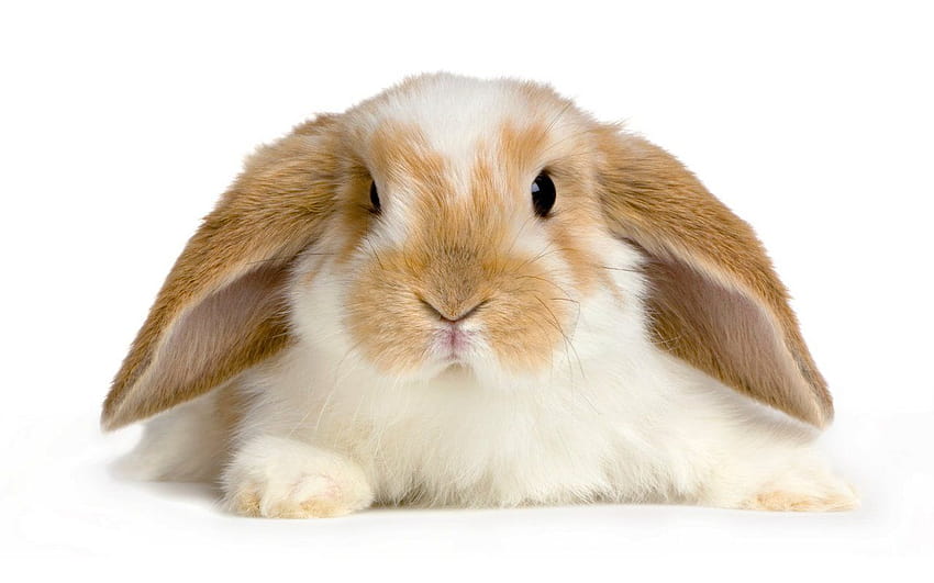 Cute Baby Rabbits 9475 in Animals, angora rabbit HD wallpaper