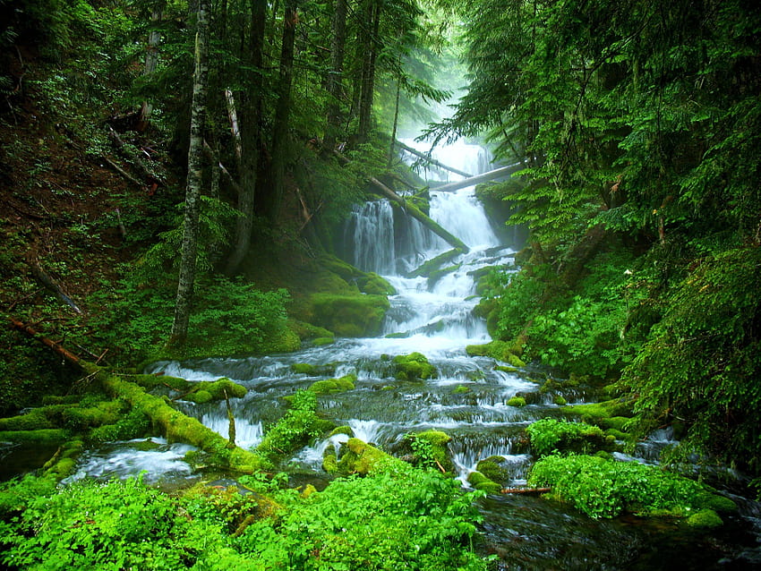 De córrego bela floresta verde cachoeira de água natural, córrego de água da floresta papel de parede HD