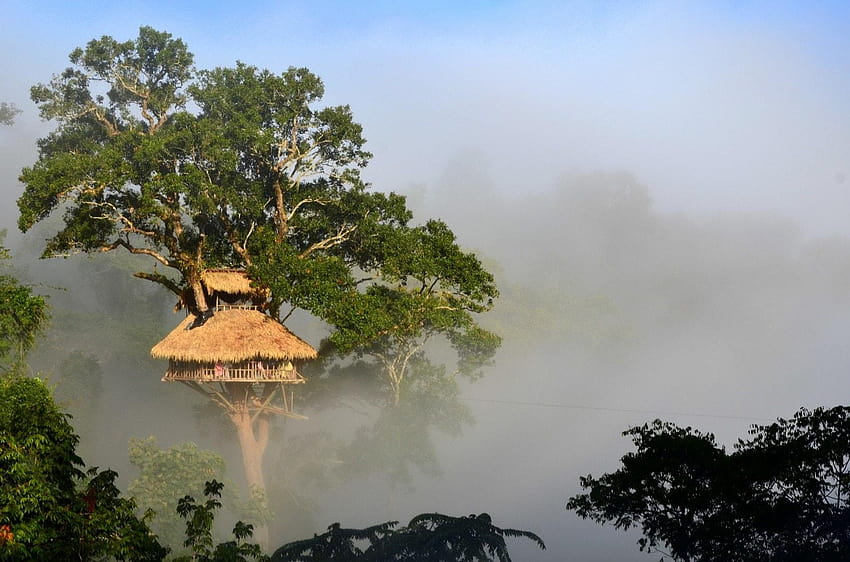 Treehouses on top of the world: Zip, bokeo nature reserve HD wallpaper