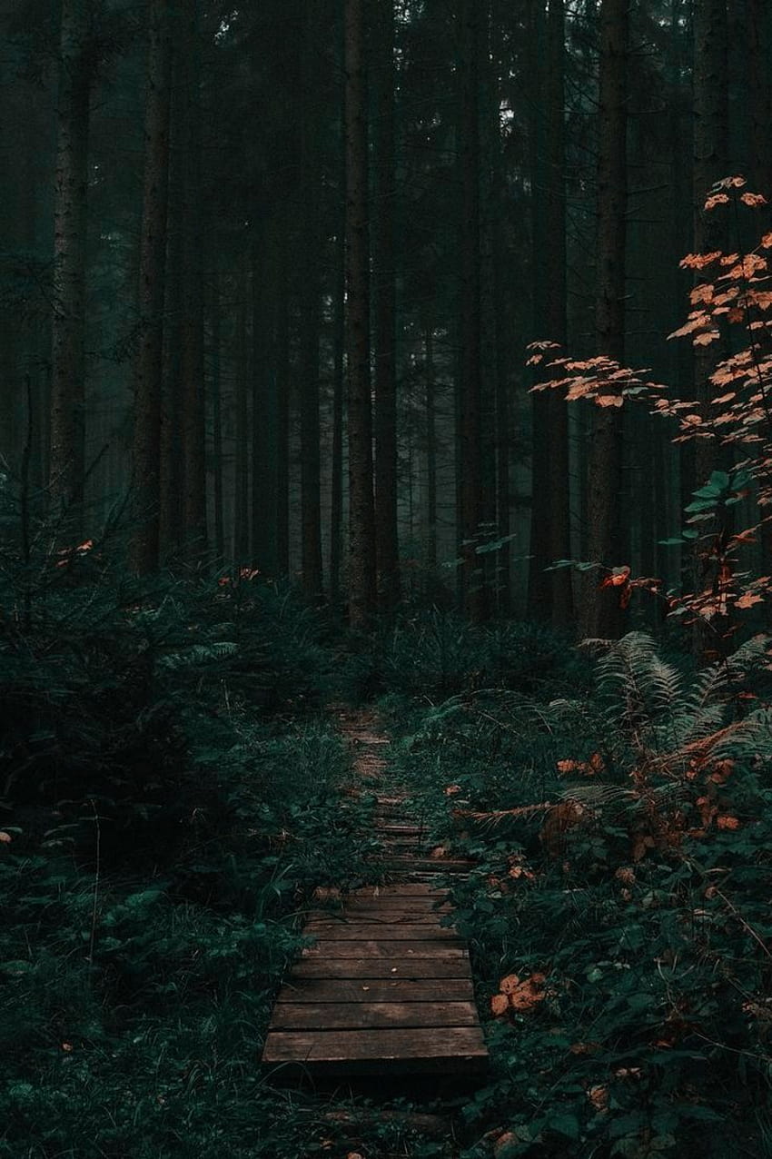 Dark Forest Trail Lockscreen, foresta verde estetica Sfondo del telefono HD