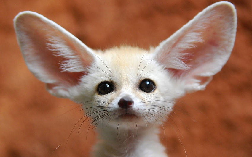 Fennec Fox 35928 1920x1200px HD wallpaper