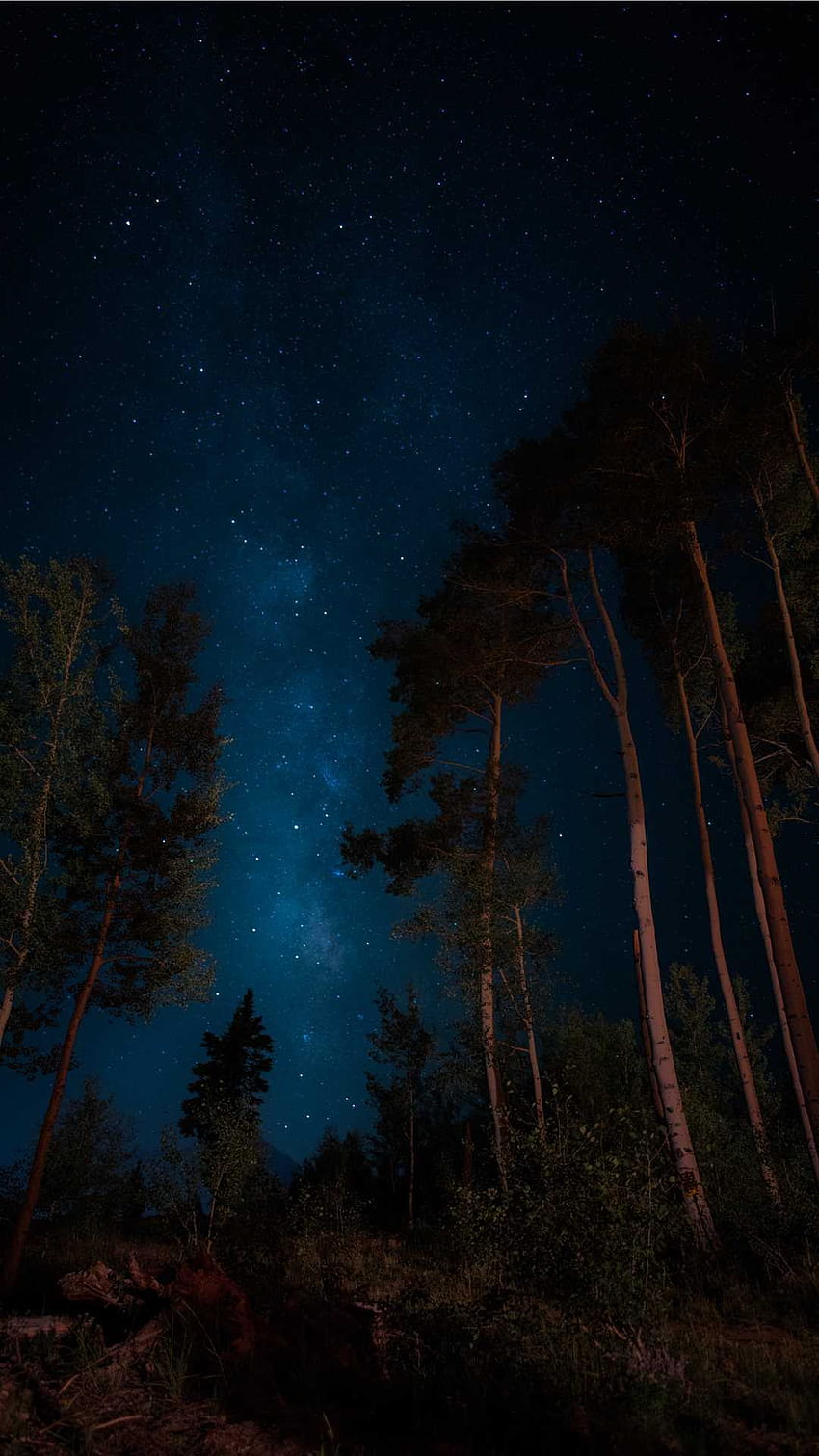 Forêt de nuit sur chien, androïde de forêt de nuit Fond d'écran de téléphone HD