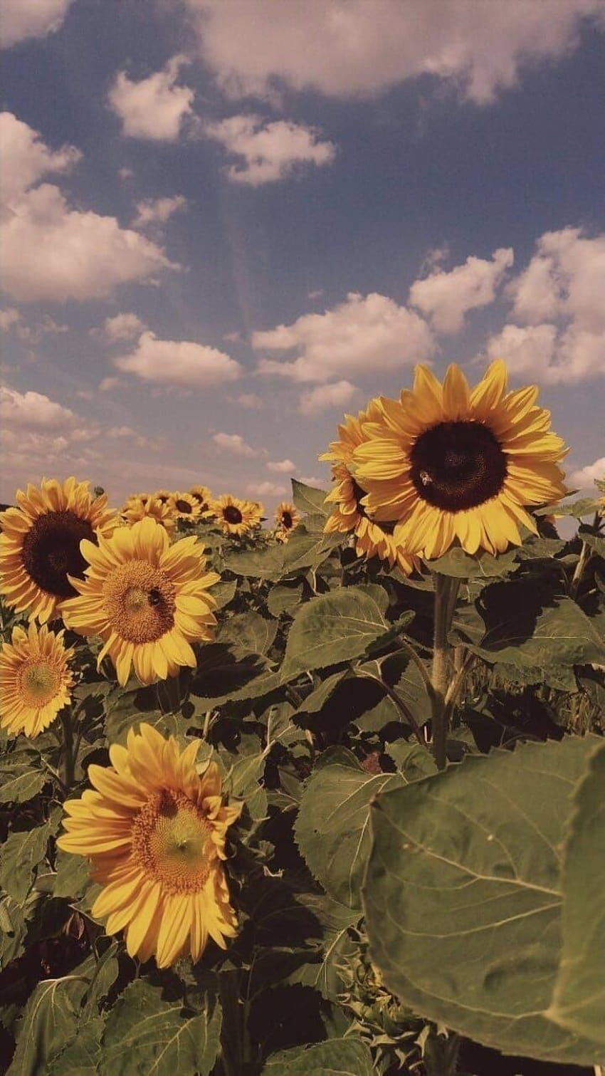 Flowers, summer sunflower retro HD phone wallpaper