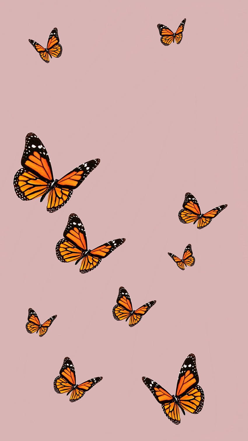Credit YouTube Cali Kessy Credit YouTube, vsco orange butterflies HD phone wallpaper