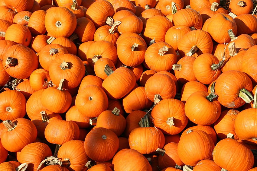 Smoky Lake Pumpkin Fair and Weigh, thanksgiving pumpkin and red map HD wallpaper