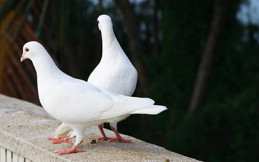 White Dove Birds, white doves HD wallpaper | Pxfuel