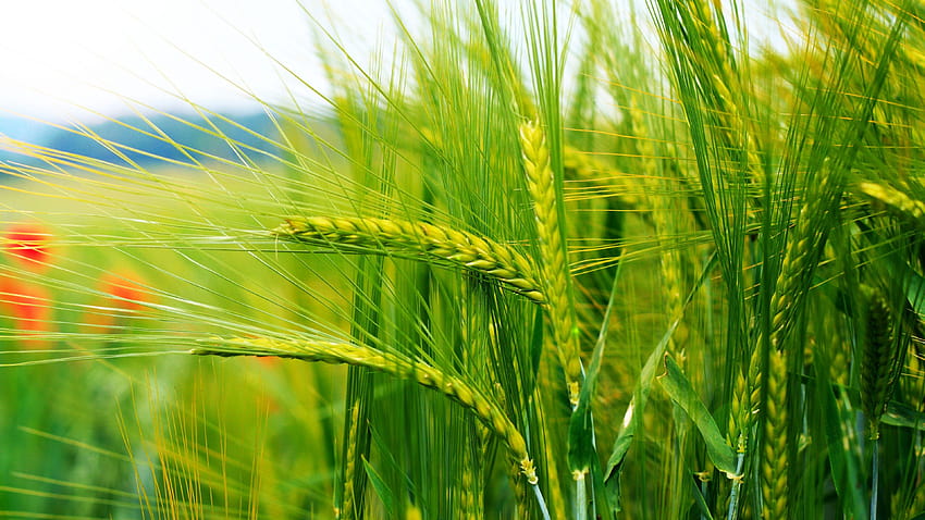 3840x2160 Ears of corn, Grass, Herbs Ultra HD wallpaper