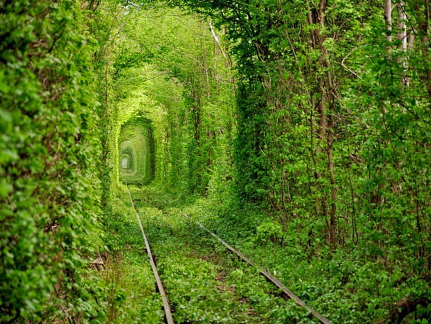 Tunnel Of Love Natural Green Travel For HD wallpaper