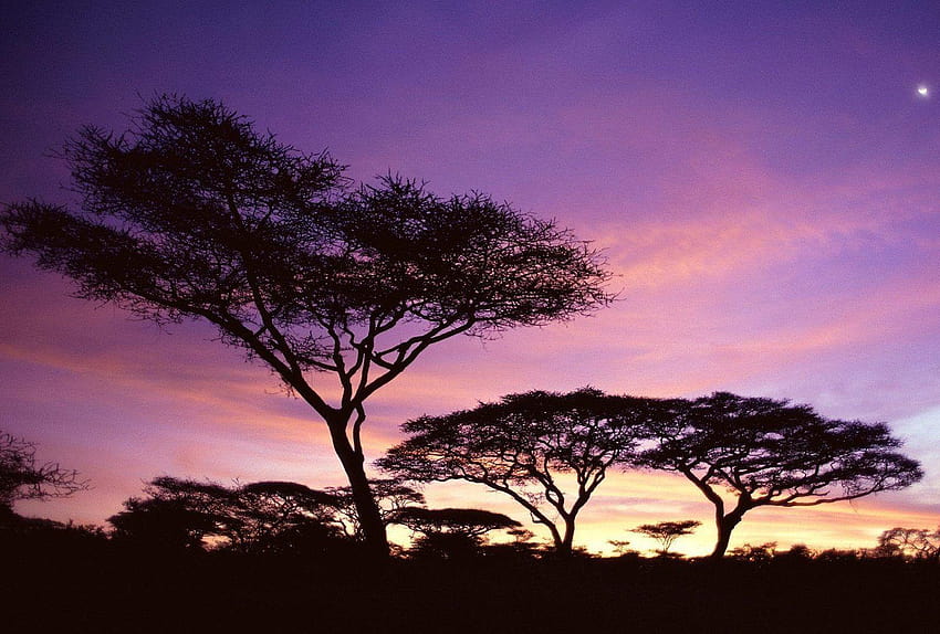 하늘: 일몰 아프리카 핑크 탄자니아 나무 색상 자주색 하늘 HD 월페이퍼