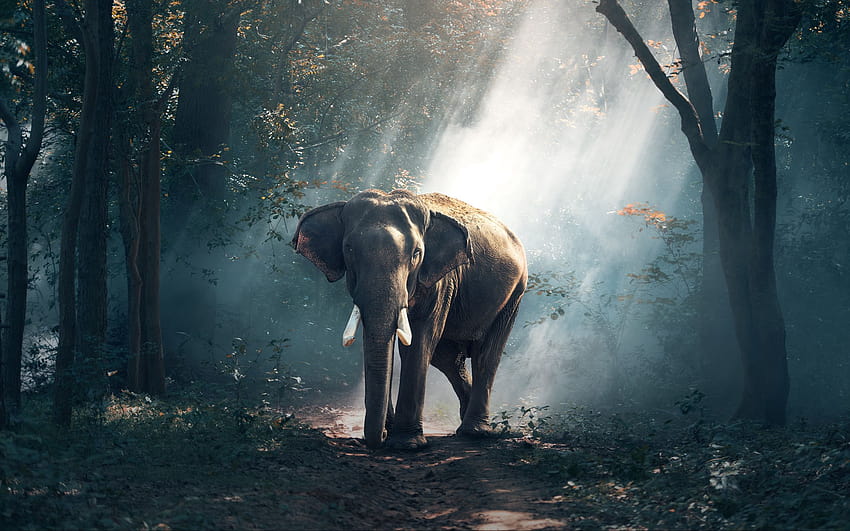 2560x1600 elephant, forest, trees, sunlight, elephant trees forest HD wallpaper
