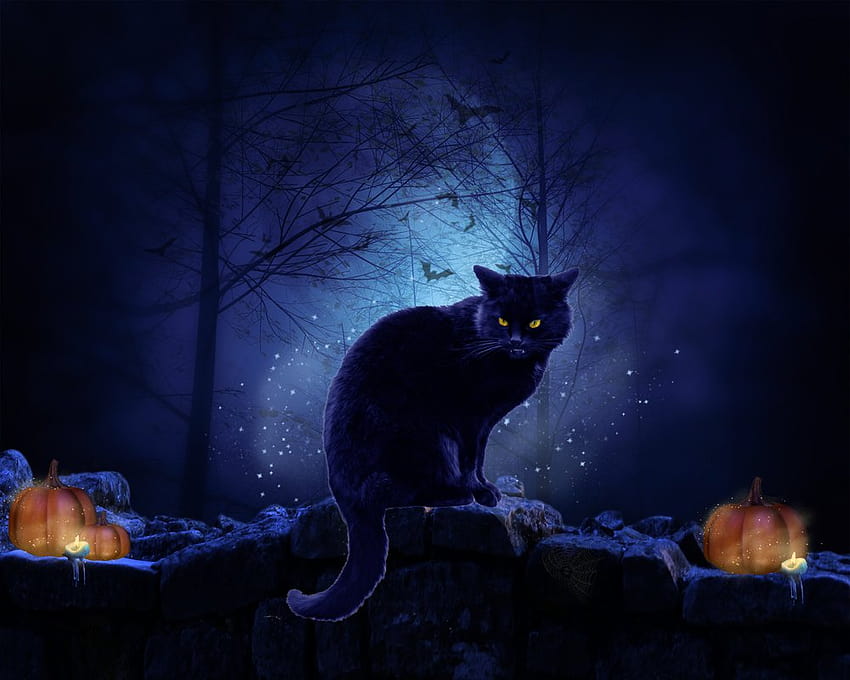 gato de halloween,gato,gato negro,felidae,gatos de tamaño pequeño a mediano,oscuridad,cielo,bigotes,noche,ilustración,medianoche, gatos de halloween de miedo fondo de pantalla