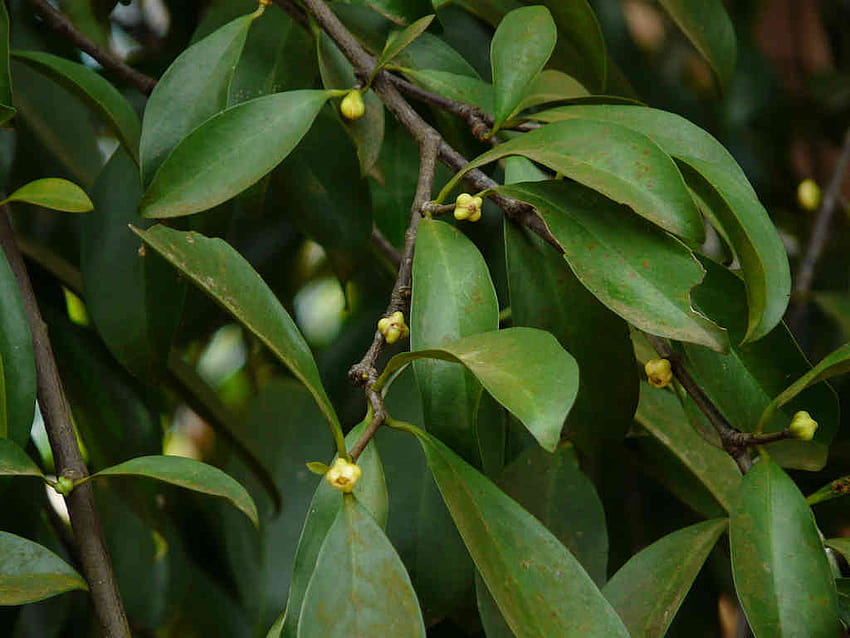 Garcinia indica – eFlora ของอินเดีย วอลล์เปเปอร์ HD