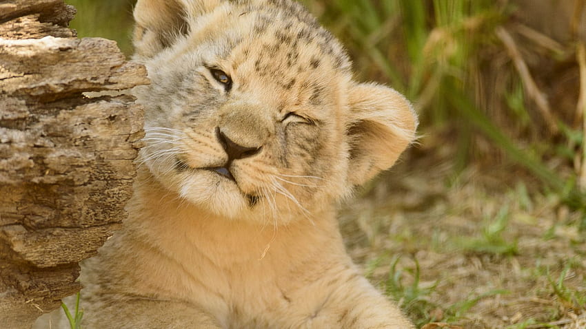 Lion Cub, Baby Animal, Cute, Play, , Background, 419cb1, cute baby lions HD wallpaper
