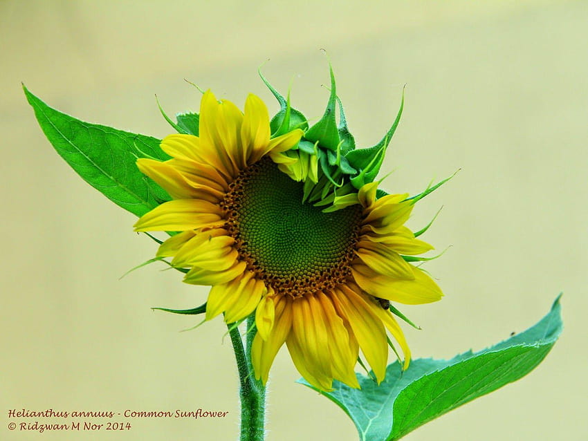 Helianthus annuus – Gewöhnliche Sonnenblume HD-Hintergrundbild