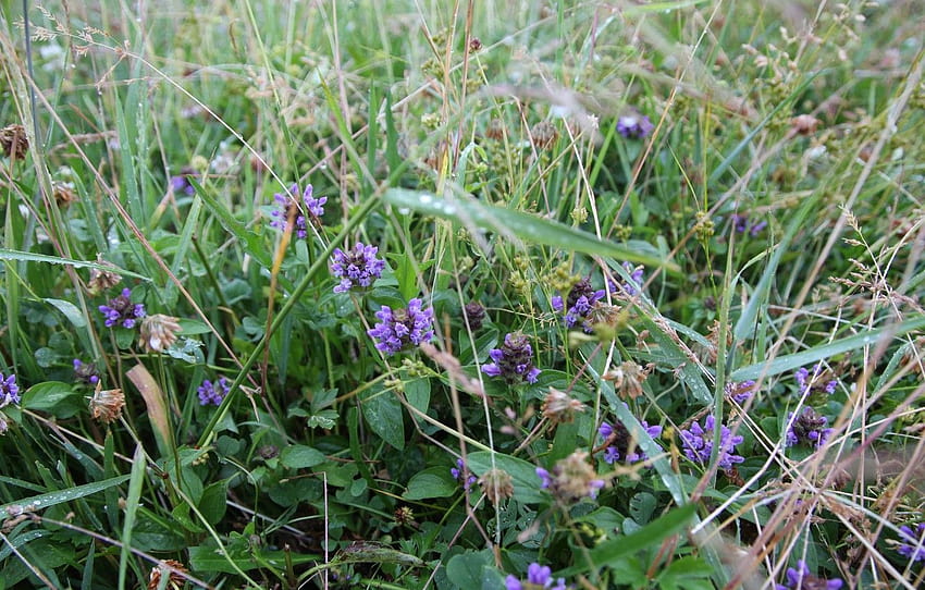 greens, grass, macro, blooms, Belarus, thyme, my , section природа HD wallpaper