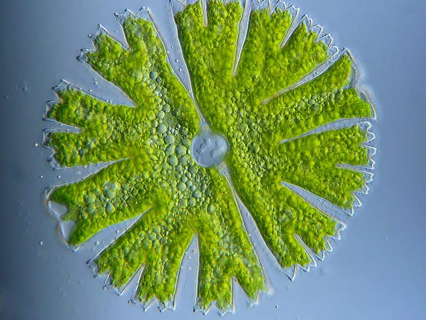 Micrasterias, cyanophyta HD wallpaper