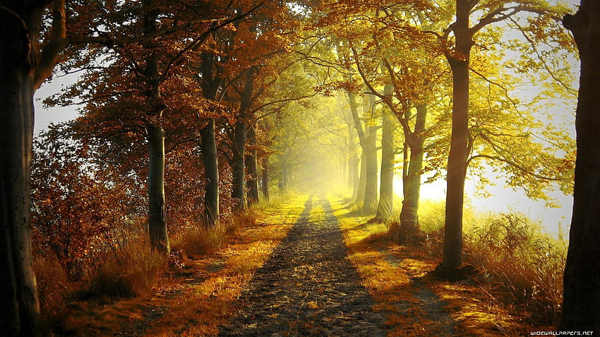 秋の魔法を感じさせてくれる秋、旅路の森の秋 高画質の壁紙
