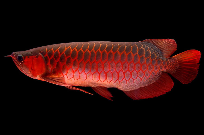 Learn About Arowana, or Dragon Fish, From Emily Voigt's Book HD wallpaper