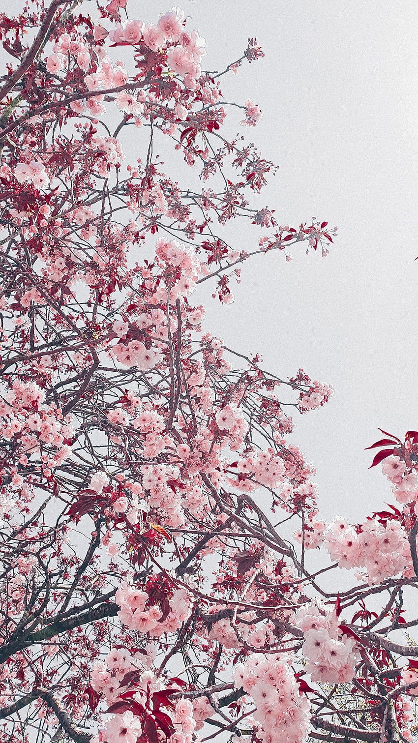 Estetyczny szary różowy sakura z kwiatem wiśni w 2020 r., estetyczny telefon z kwiatem wiśni Tapeta na telefon HD