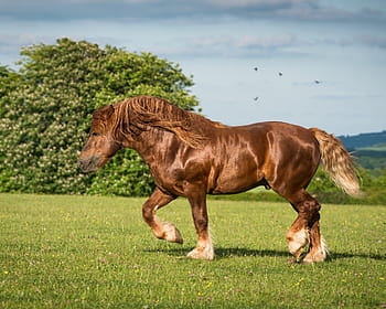 Banshee - Dapple Gray Heavy Draft Mare - MM 2021