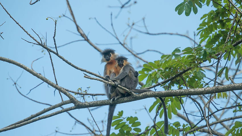 Wildlife Birding Tour in Manas National Park HD wallpaper