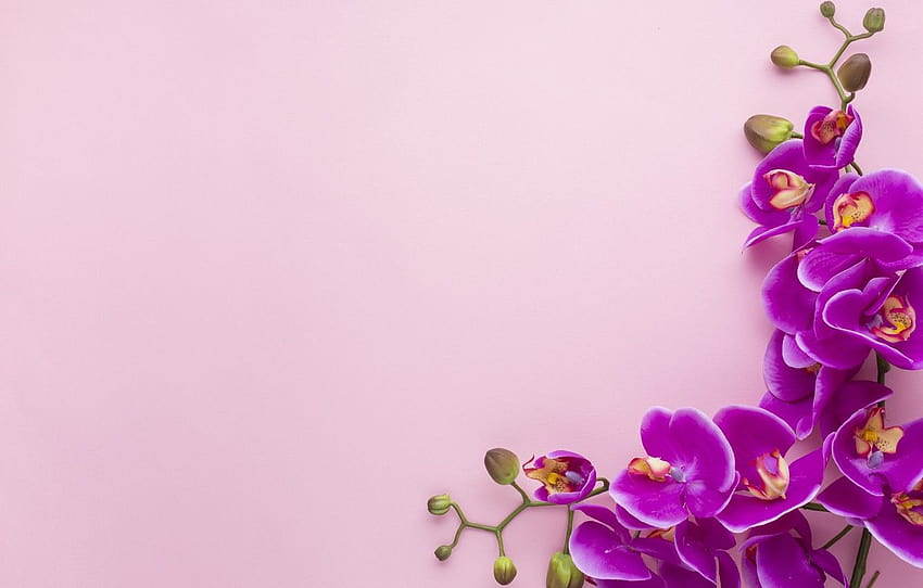 background, pink, Orchid, composition , section цветы HD wallpaper