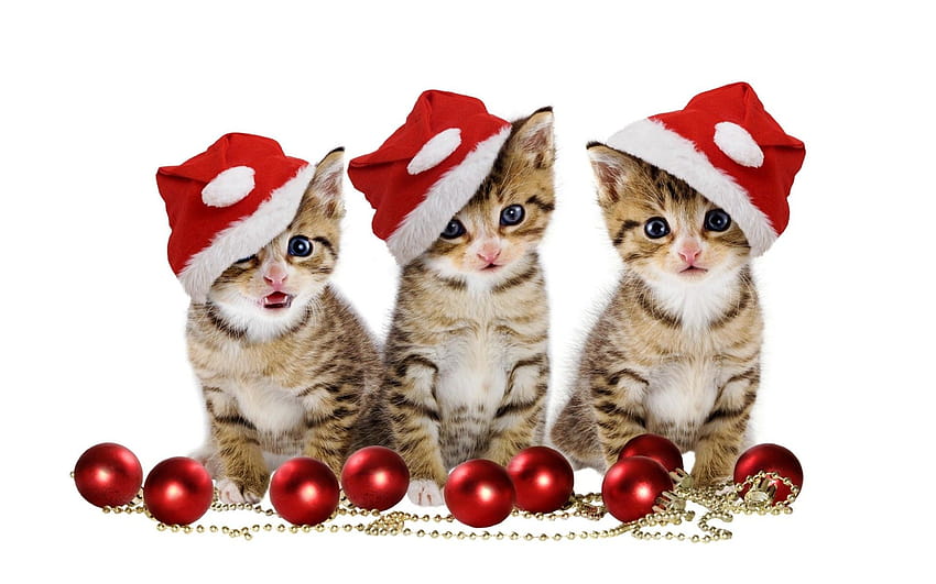 5 Cute Puppy and Kitten, christmas dog and kitten HD wallpaper | Pxfuel