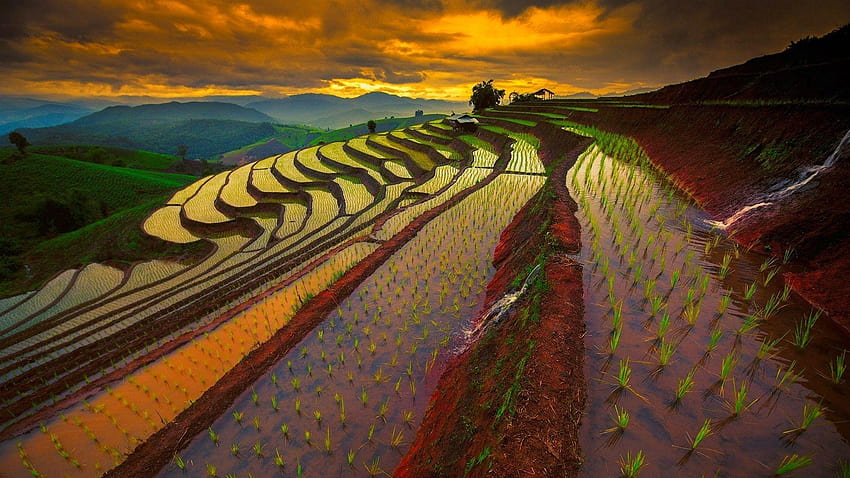1920x1080 thailand, rice field, landscape, thailand 1920x1080 HD wallpaper