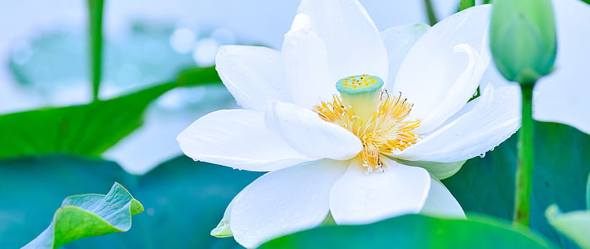 Lotus blanc, fleur, bourgeon, feuilles, fleur, fond, C8596a Fond d'écran HD