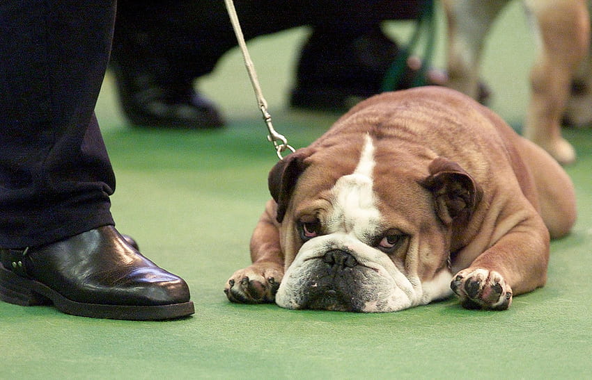 Cachorro gordo: una cuarta parte de los mejores perros de exposición del Reino Unido tienen sobrepeso, dicen los científicos, cachorro gordo fondo de pantalla