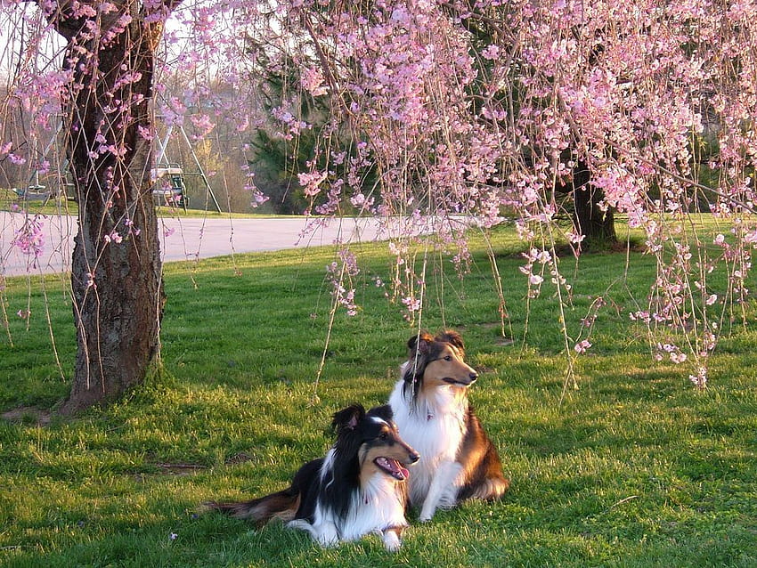 of spring time, spring time dogs HD wallpaper