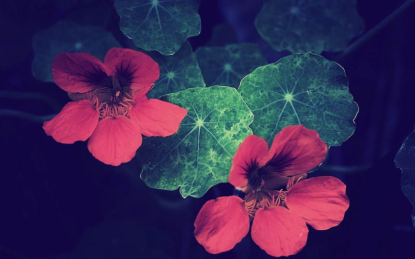 Rote Blumen Hintergrundbilder วอลล์เปเปอร์ HD