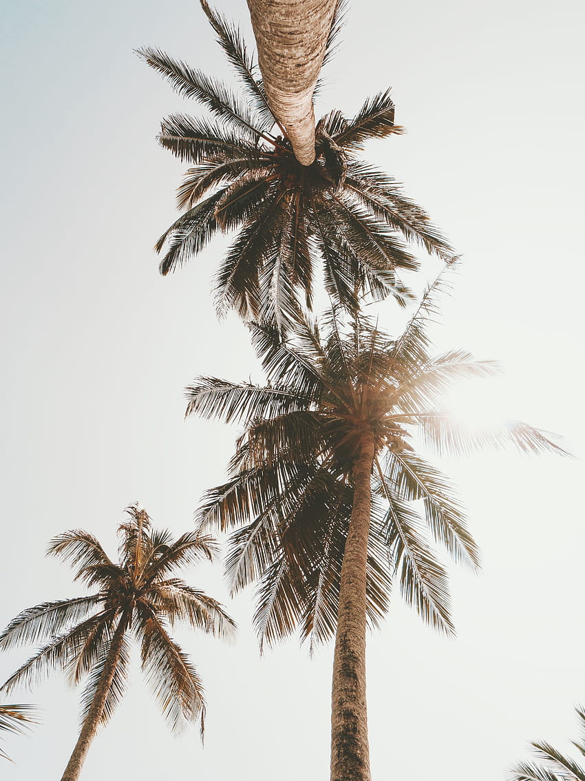 Stampa di palme Stampa di palme Arte della parete della California Arte della parete della spiaggia Stampa dell'oceano Arte della parete stampabile Grande arte della parete Stampe Decorazioni costiere Palme, palme retrò Sfondo del telefono HD