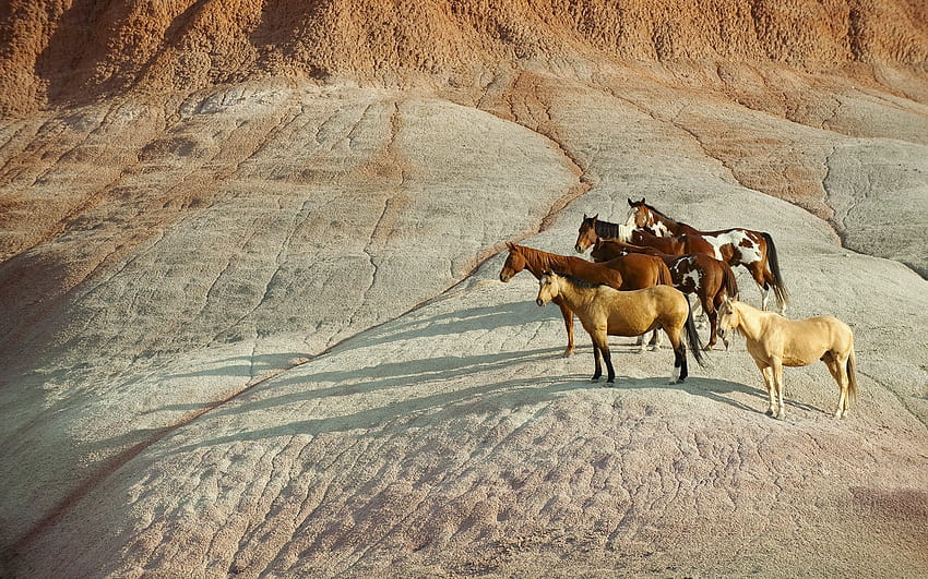 Flicka & The Saddle Club: Wildpferde in Wyoming, Flicka-Pferd HD-Hintergrundbild